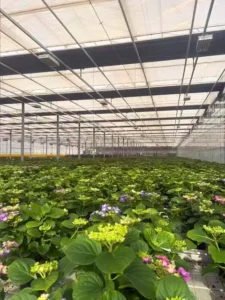 flower greenhouse