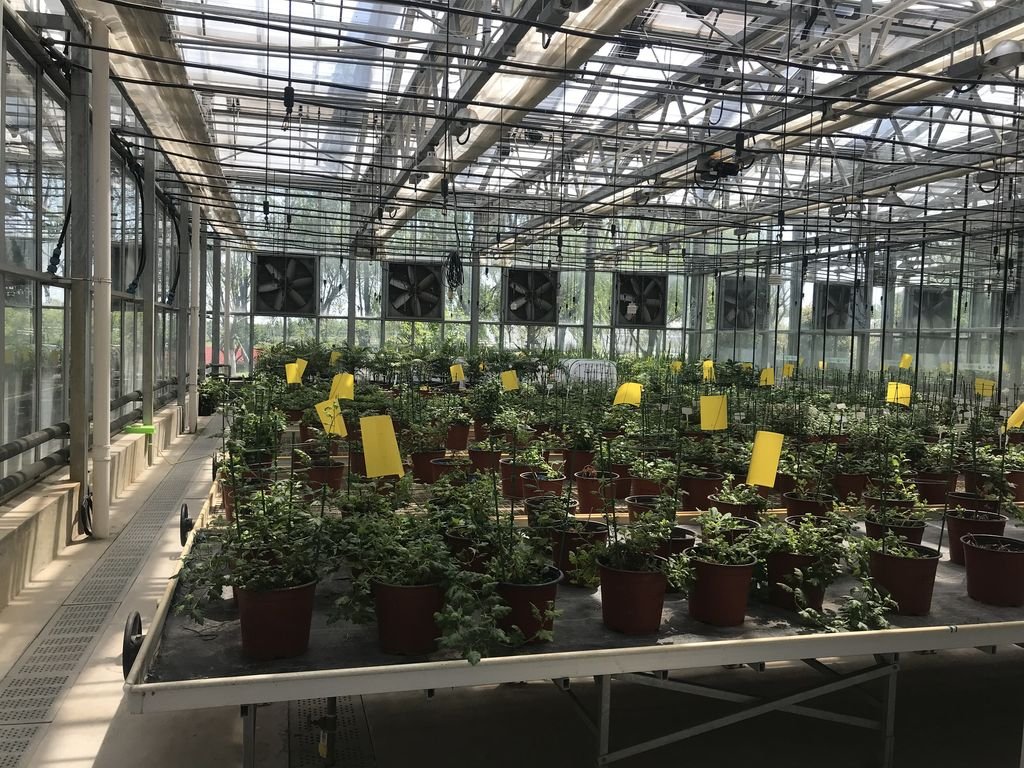 Glass Venlo Greenhouse Amway China