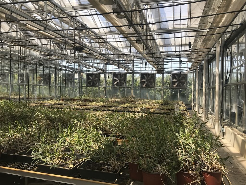 Glass Venlo Greenhouse Amway China