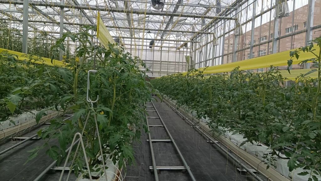 Glass Venlo Greenhouse Jiangsu China