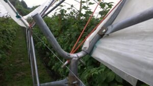 Multi-Span High Tunnels Greenhouse