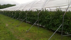 Multi-Span High Tunnels Greenhouse