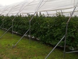 Multi-Span High Tunnels Greenhouse