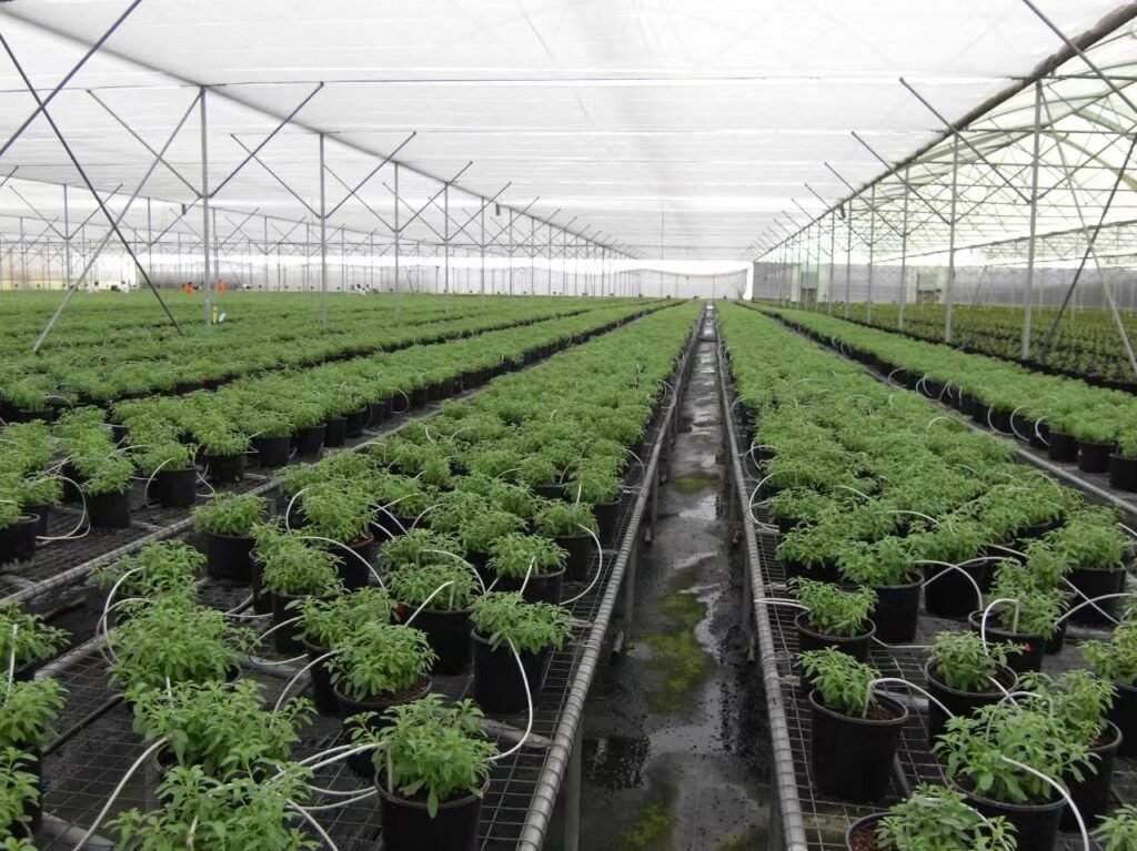Multispan Sawtooth Plastic Greenhouse in Ethiopia