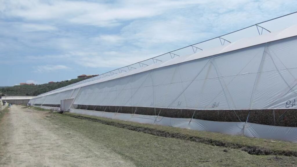 Multispan Sawtooth Plastic Greenhouse in Ethiopia