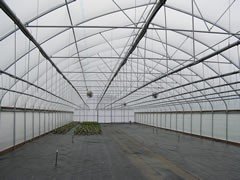 Single Tunnels Greenhouse