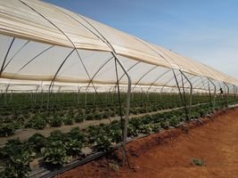 Single Tunnels Greenhouse